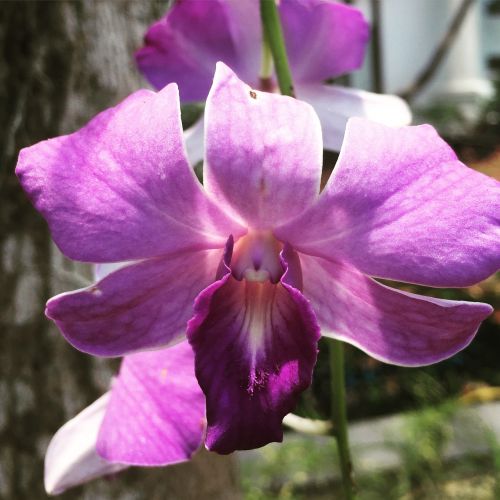 orchid flower purple flower