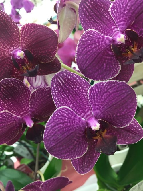 orchid petal summer