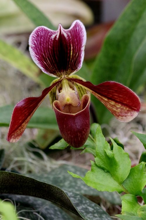 orchid flower hothouse