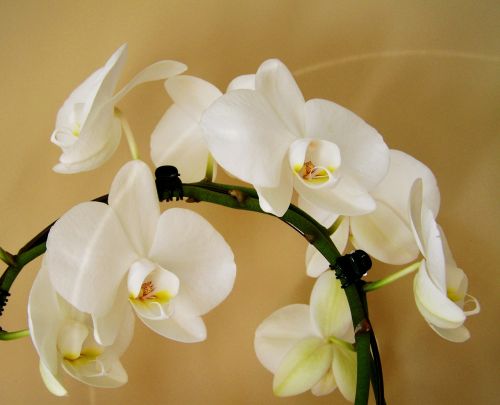 orchid white room plant