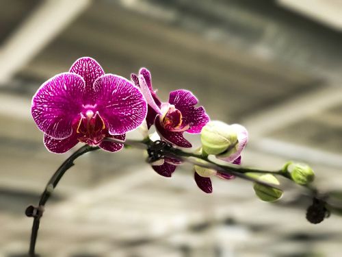 orchid asia flower