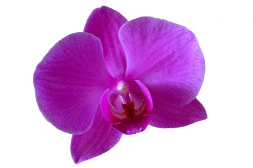 orchid flower purple