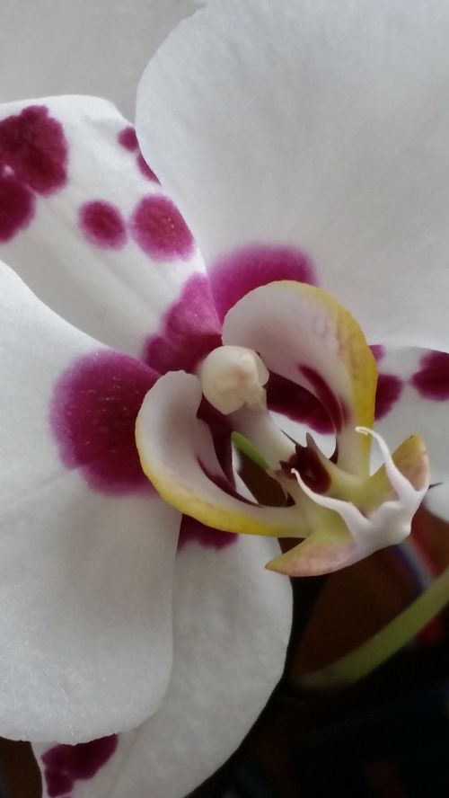 orchid flower floral
