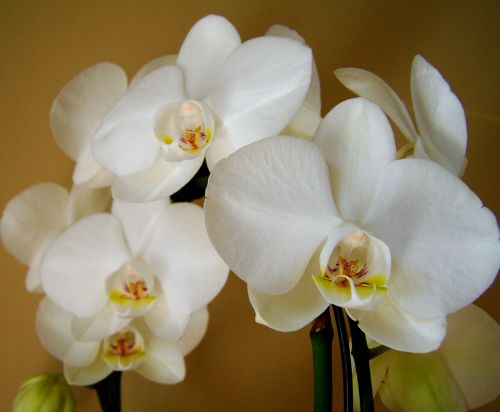 orchid white flower room plant