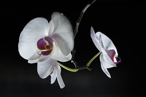 orchid flower floral