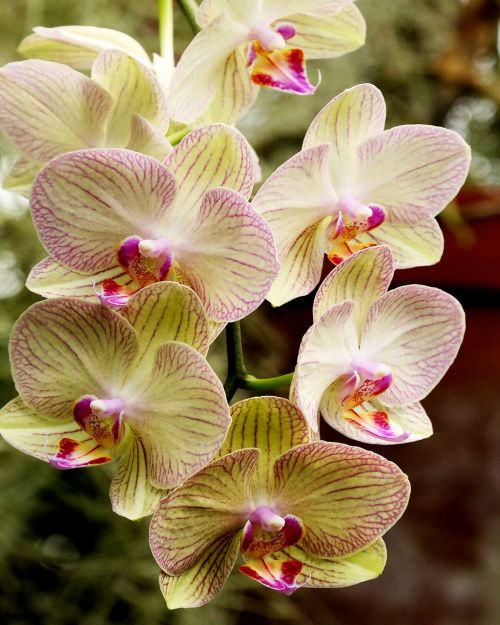 orchid white flower