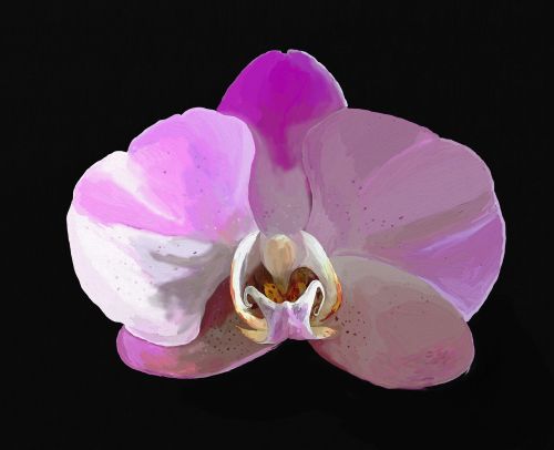 orchid digital oil