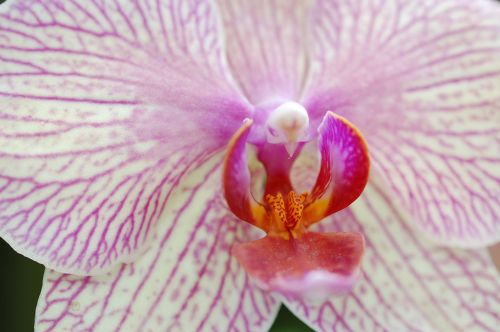 orchid bloom close up