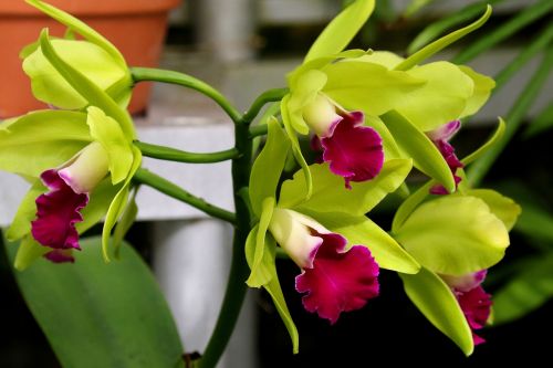orchid flower orchidaceae