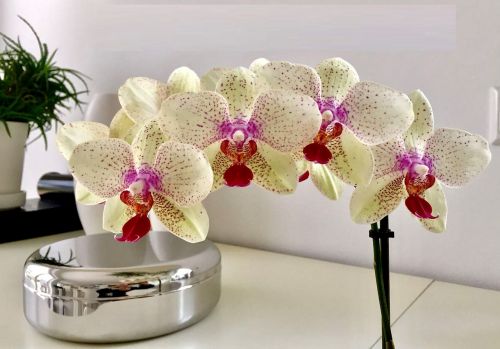 orchid flower plant