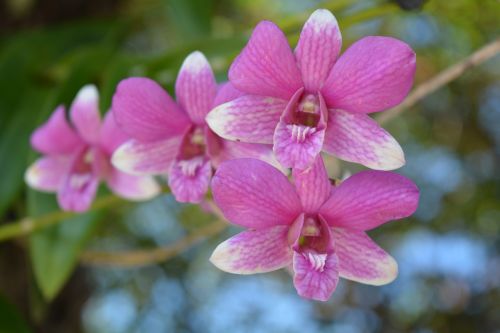 orchid thai orchid flower