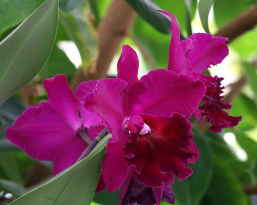 orchid fuchsia flower