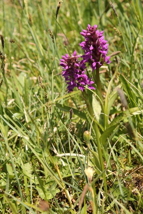 orchid orchid in the peat soil two orchid flowers