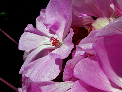 orchid bloom flowers