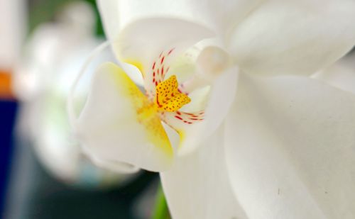 orchid bloom flowers