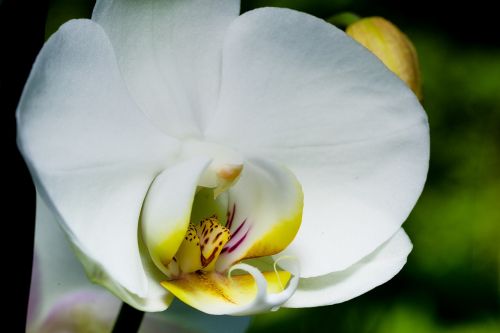 orchid macro blossom