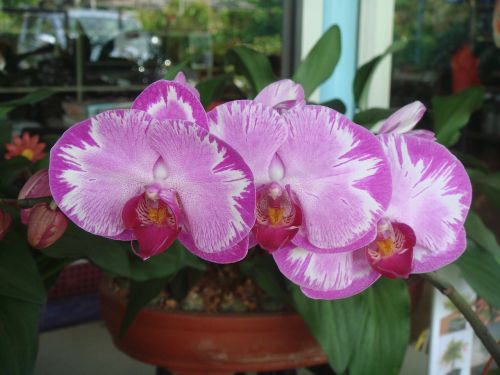 orchid floral plant