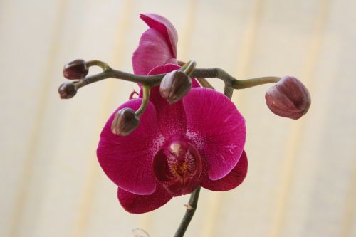 orchid red blossom