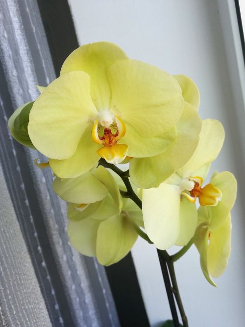 orchid yellow flower