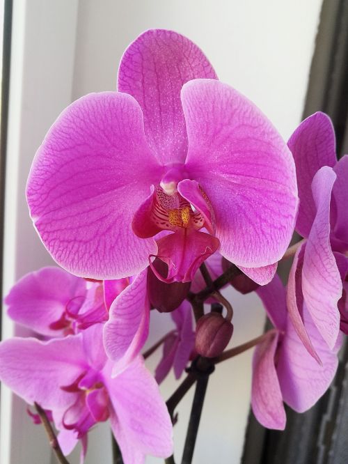orchid pink orchid purple