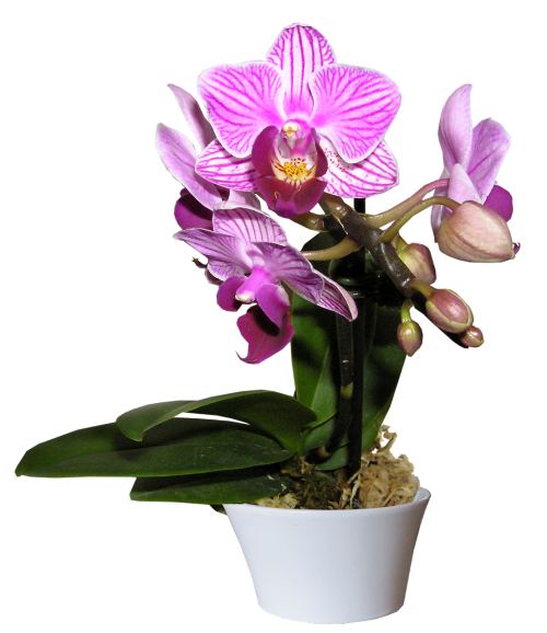 orchid pot cut