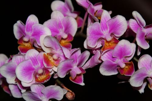 orchid close-up pink flowers