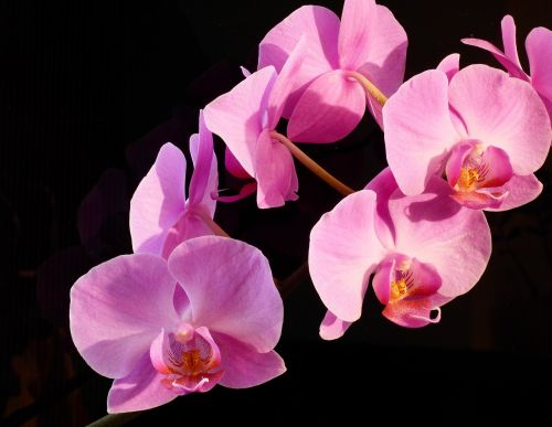orchid plant pink