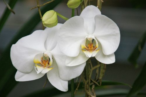 orchid white flowers