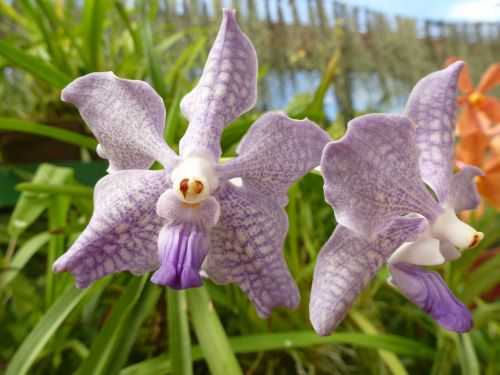 orchid purple plant