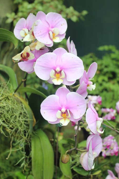 orchid flowers nature