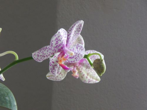 orchid grain spotted