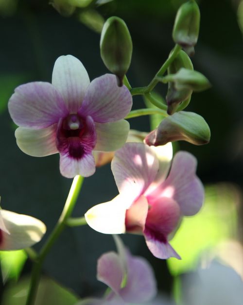 orchid flower blossom