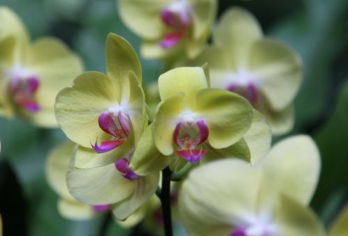 orchid flower blossom