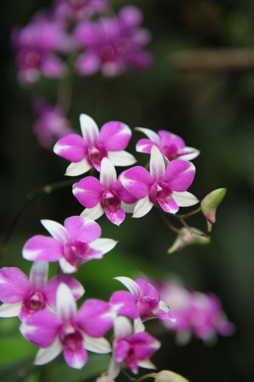 orchid flower blossom