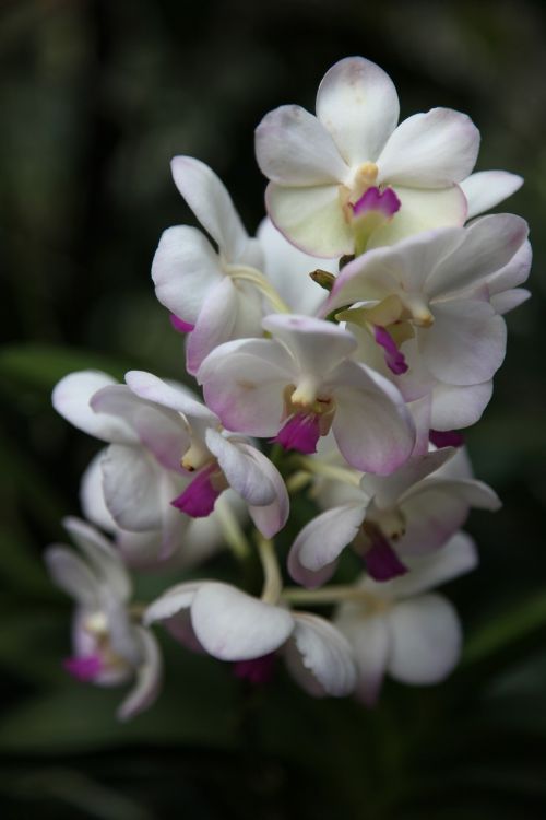 orchid flower blossom