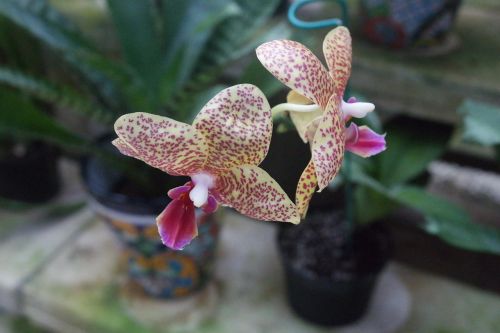 orchid mexico blossom