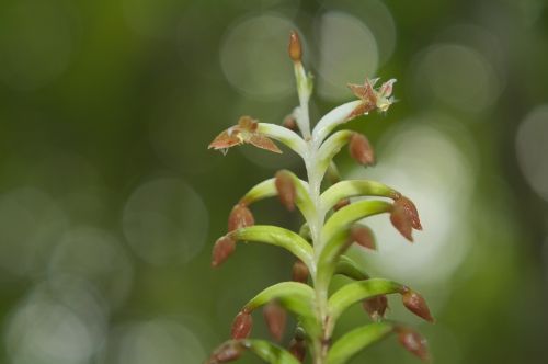 orchid flower plant