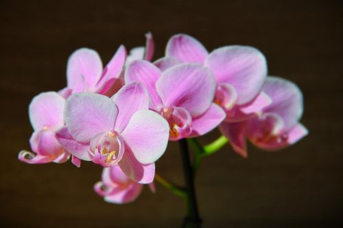 orchid pink dragon's mouth