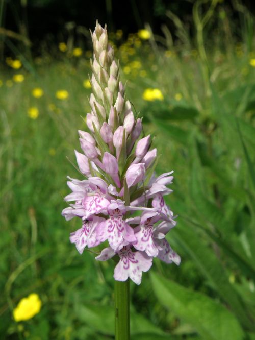 orchid nature flower