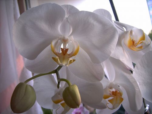 orchid blossom bloom