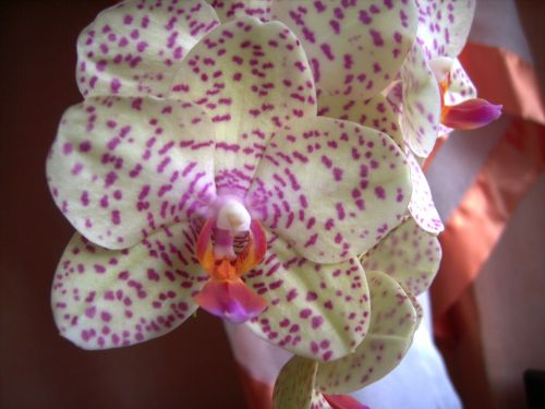 orchid blossom bloom