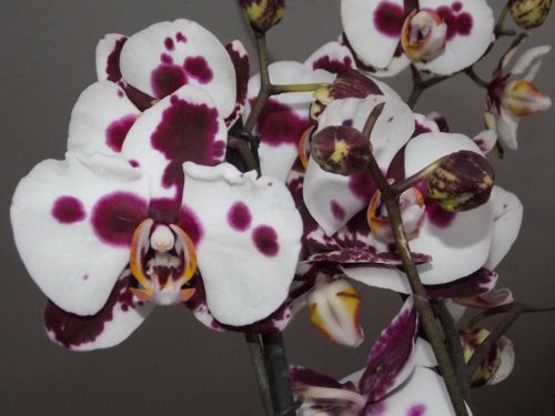 orchid flower white violet