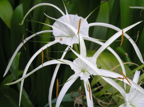 orchid flower coral tree