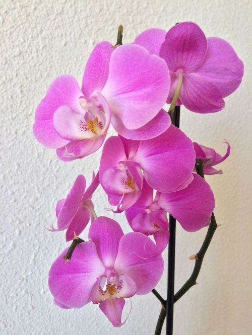 orchid purple exotic
