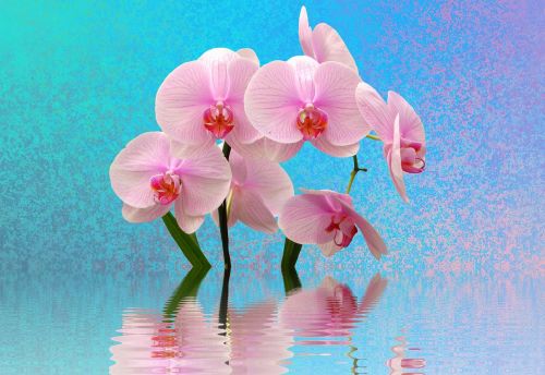 orchid flowers pink