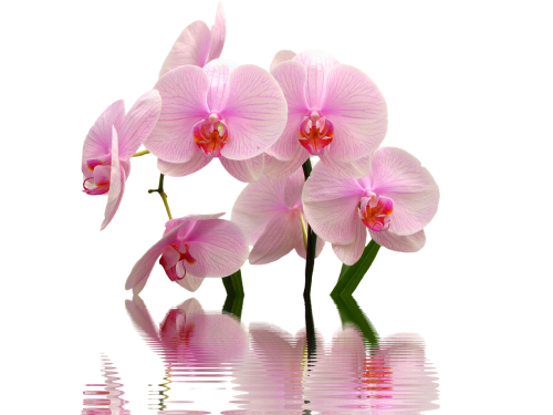 orchid flowers pink