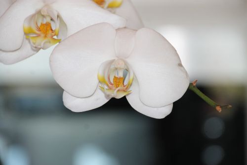 orchid flower floral