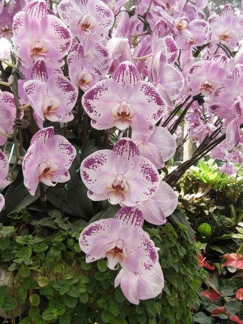 orchid flowers pink