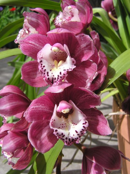 orchid pink blooms