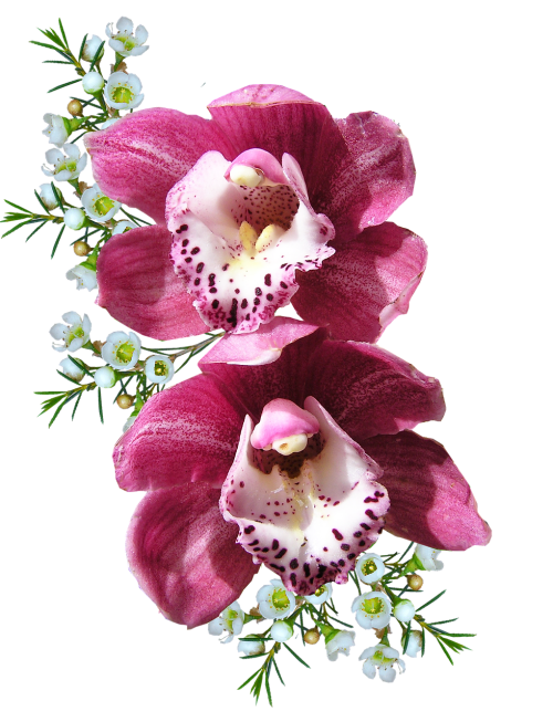 orchid pink with